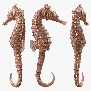 Spotted Seahorse Hippocampus Kuda Rigged for Cinema 4D