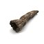 Hollow Trunk dead countryside stump outdoor outside