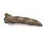Hollow Trunk dead countryside stump outdoor outside