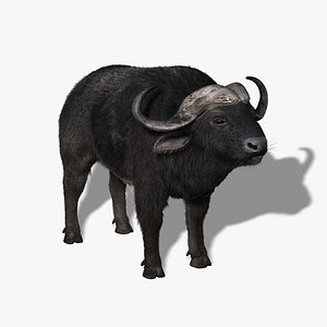 Cape Buffalo (African Buffalo) (FUR)