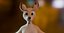 Nicole Anthro Deer