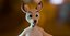 Nicole Anthro Deer