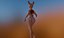 Nicole Anthro Deer