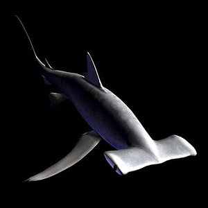 3d model aquatic hammerhead shark pzshark