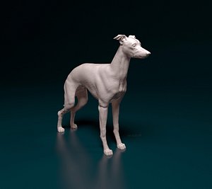 3D Italian Greyhound dog model