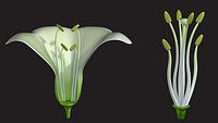 Length of Stamen
