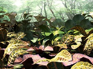 Set tropical plants3 12 types