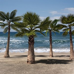3d palm tree pack