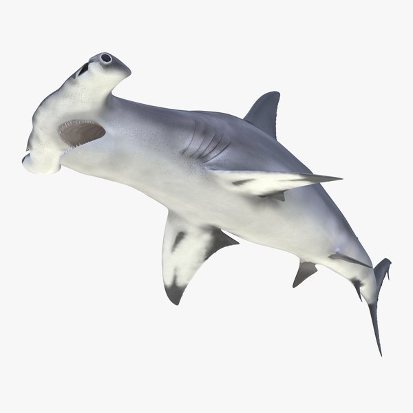 3d great hammerhead shark pose