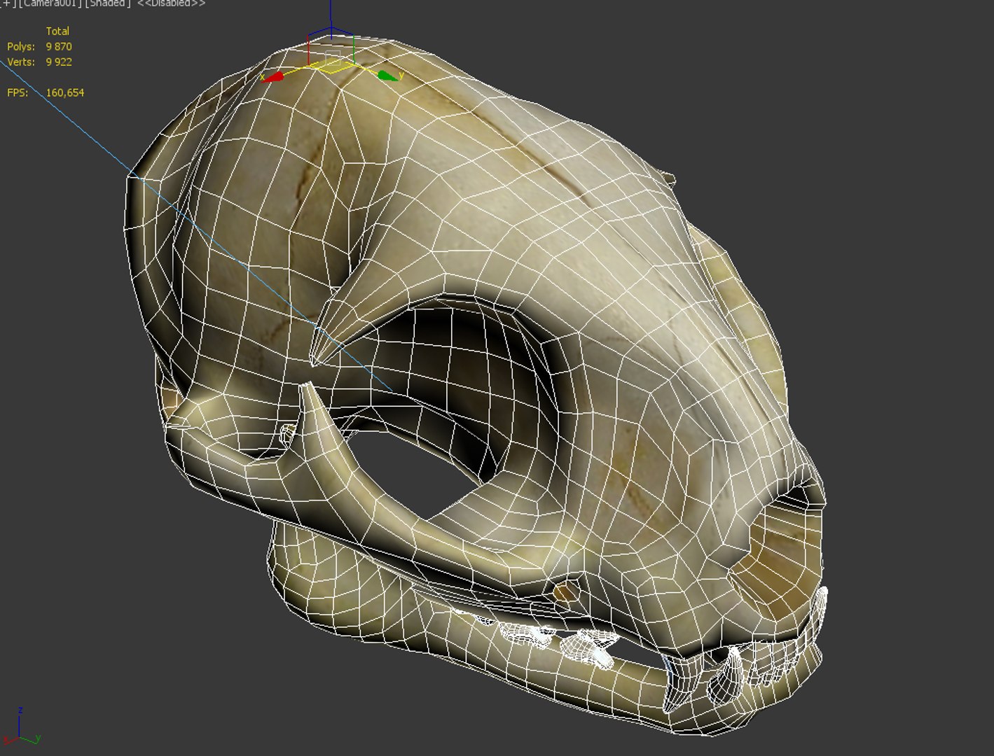 3d realistic cat skull model