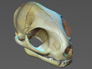 3d realistic cat skull model