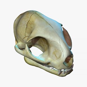 猫の頭蓋骨3Dモデルダウンロード用。TurboSquid