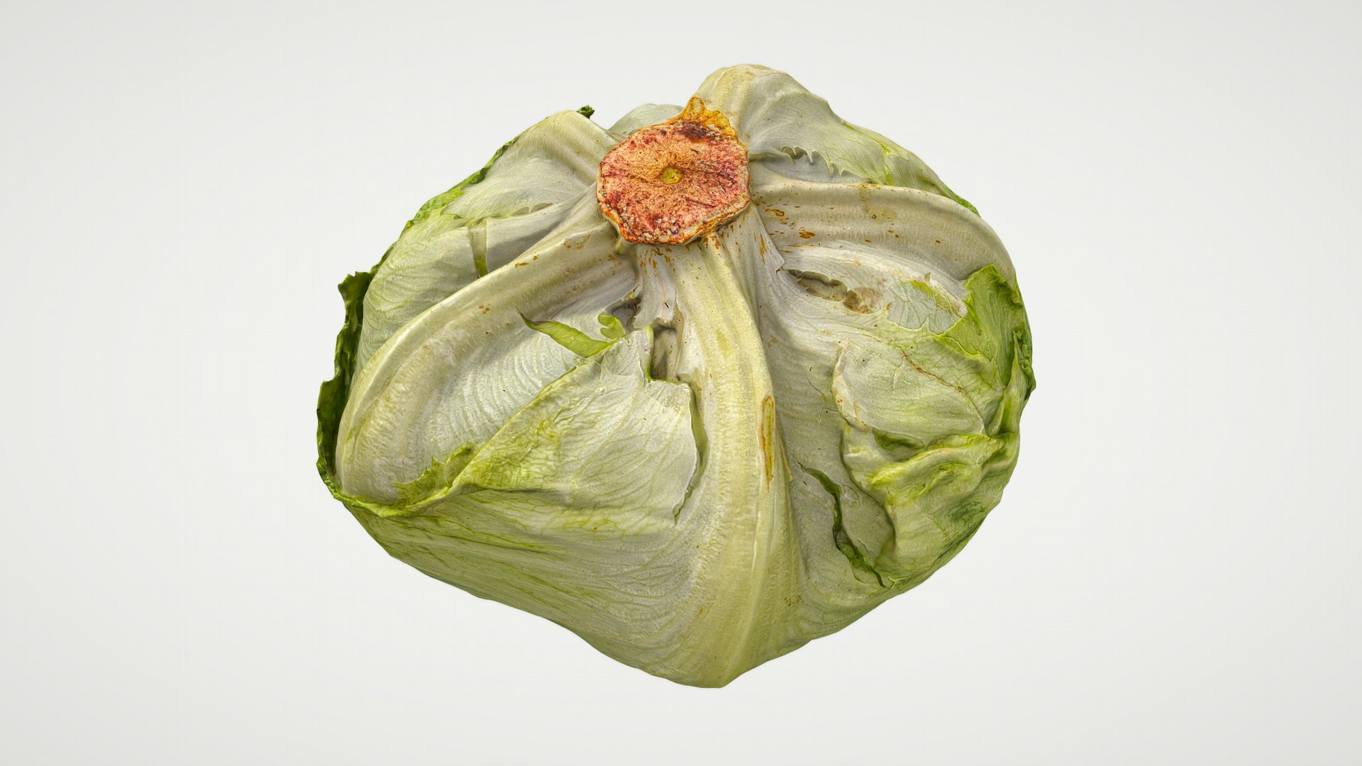 3D 8k Lettuce with 3 LODs model https://p.turbosquid.com/ts-thumb/r1/tJ47VY/B9/lettuce_01_8k_render_02/png/1636308394/1920x1080/fit_q87/ecea71b1b7a12c7cb214dce1f9d7a10eb0f6f055/lettuce_01_8k_render_02.jpg