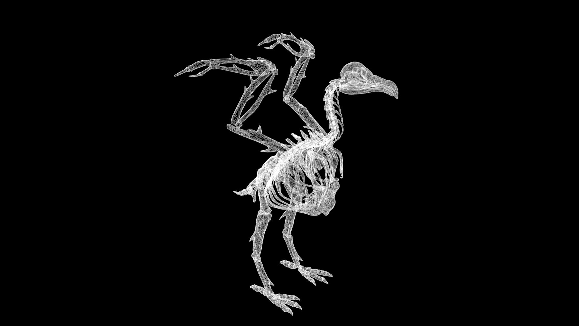 Bird Skeletons 3d Model Turbosquid 1965822 Bird Skeletons 3d Model Turbosquid 1965822
