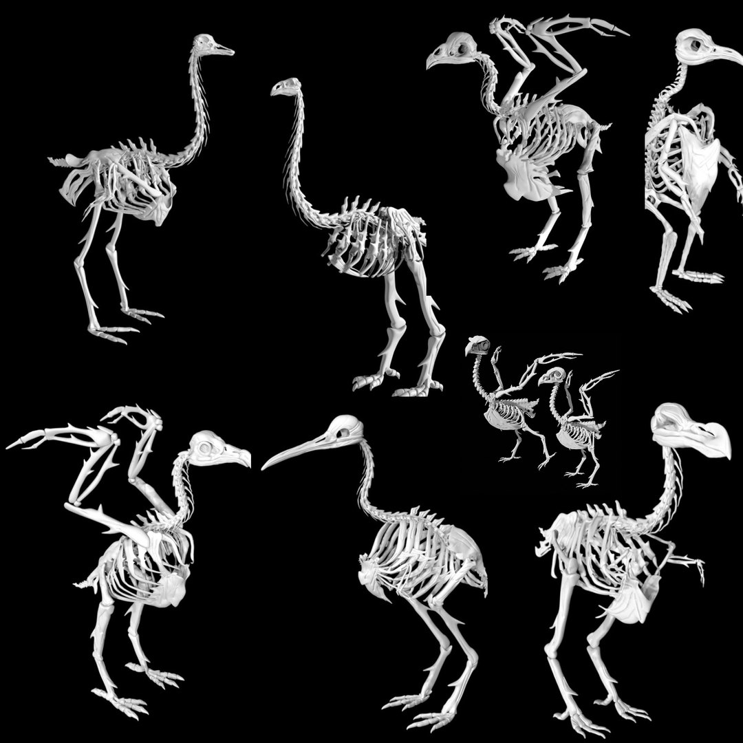 Bird Skeletons 3d Model Turbosquid 1965822 Bird Skeletons 3d Model Turbosquid 1965822