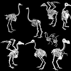Bird Skeletons 3D model