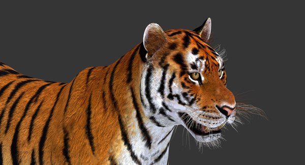 modelo 3d Tigre - TurboSquid 697786