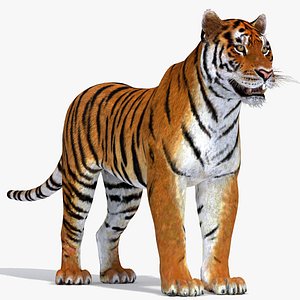 amur tiger 3d model