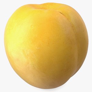 Yellow Apricot Fur model