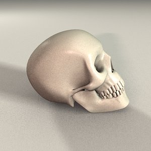 3d model skull head
