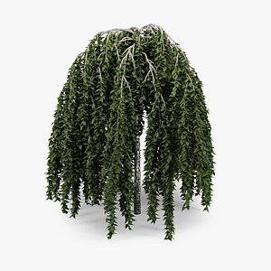 3d betula bark leaf