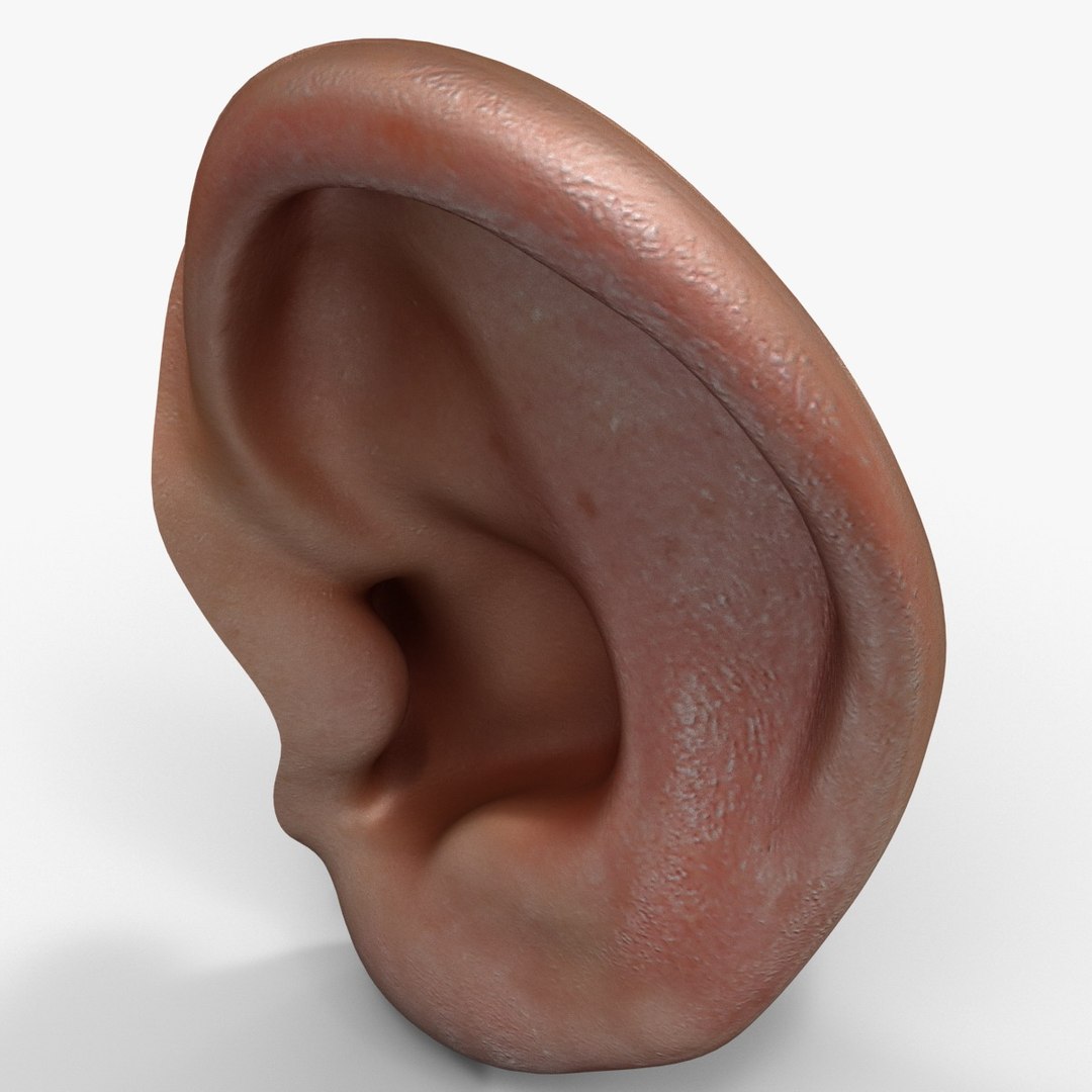 human ear 3ds https://p.turbosquid.com/ts-thumb/r2/PyDSjZ/R5wS1dda/humanear_8/jpg/1376977481/1920x1080/fit_q87/b6fc979d3306c445d5d6639cfc9dda7f7a5533c1/humanear_8.jpg