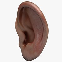 Human Ear