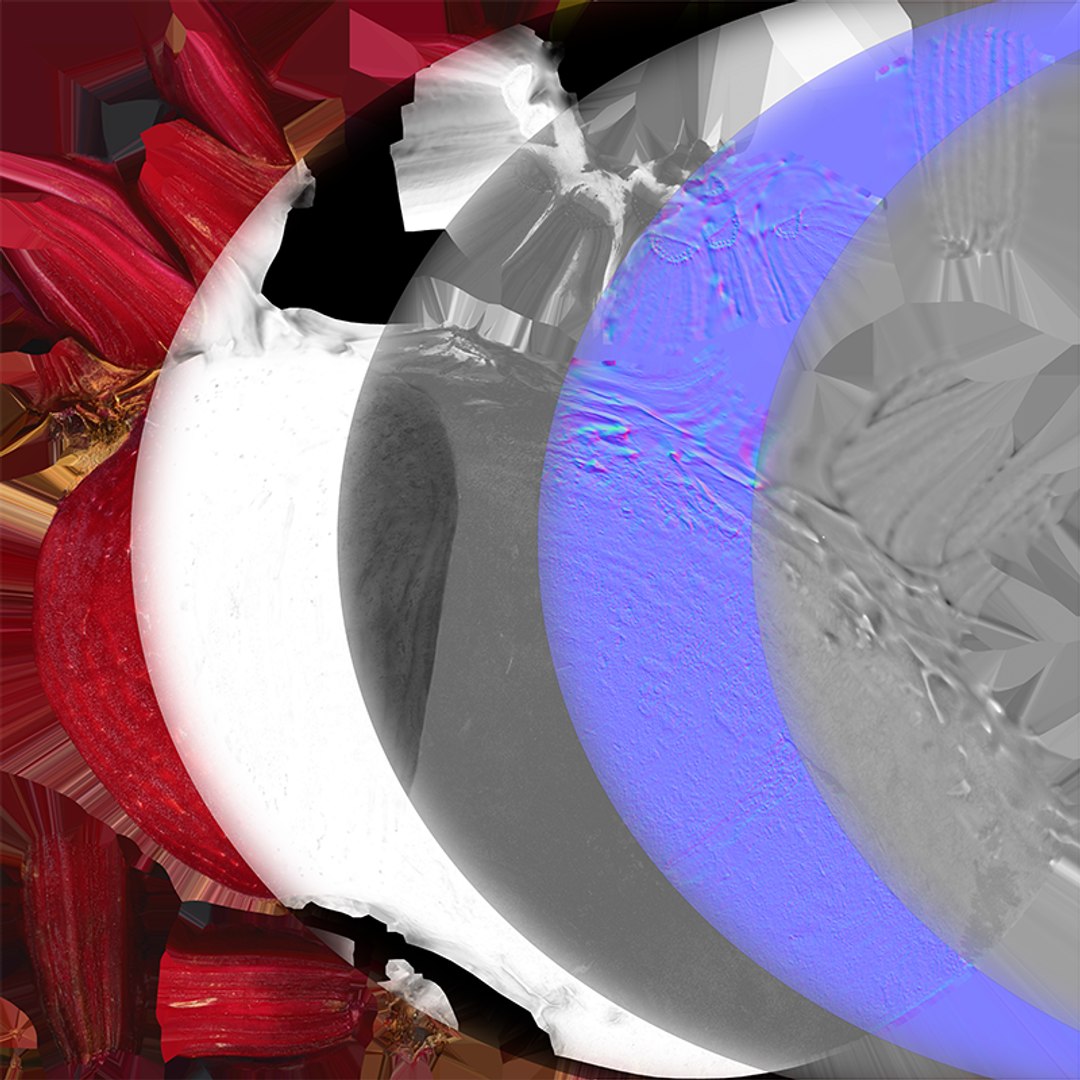 Beetroot Cut Half 3D model https://p.turbosquid.com/ts-thumb/r2/QECUpk/WR/beetrootcut_c0005/png/1765288769/1920x1080/fit_q87/cbcbef4abefe1afdd0ca40cefc01aa8e231974c3/beetrootcut_c0005.jpg
