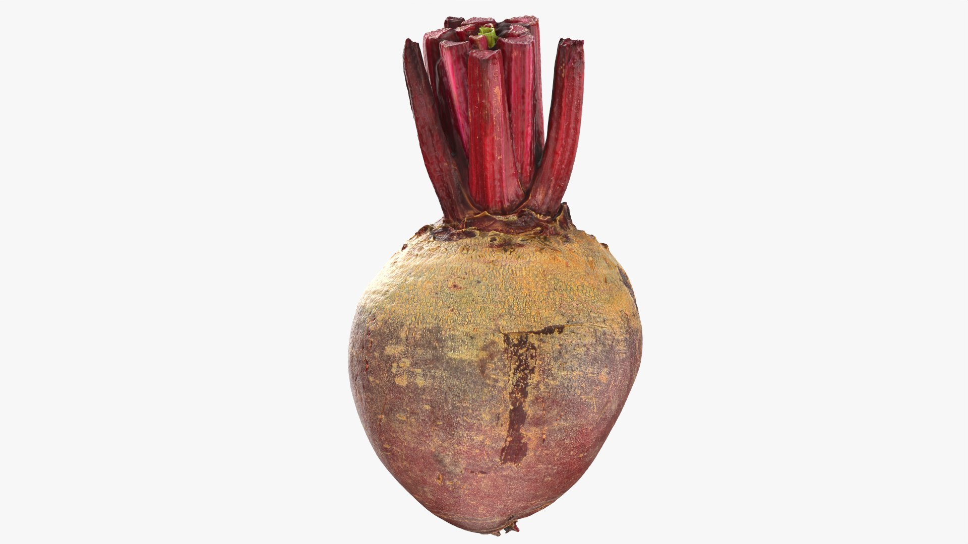 Beetroot Cut Half 3D model https://p.turbosquid.com/ts-thumb/r2/QECUpk/go/beetrootcut_0009/png/1765288764/1920x1080/fit_q87/375b82e5cfe386d46bfa5a783bda84278641e44b/beetrootcut_0009.jpg