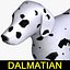 Dalmatian