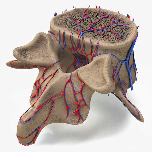 lumbar vertebra model