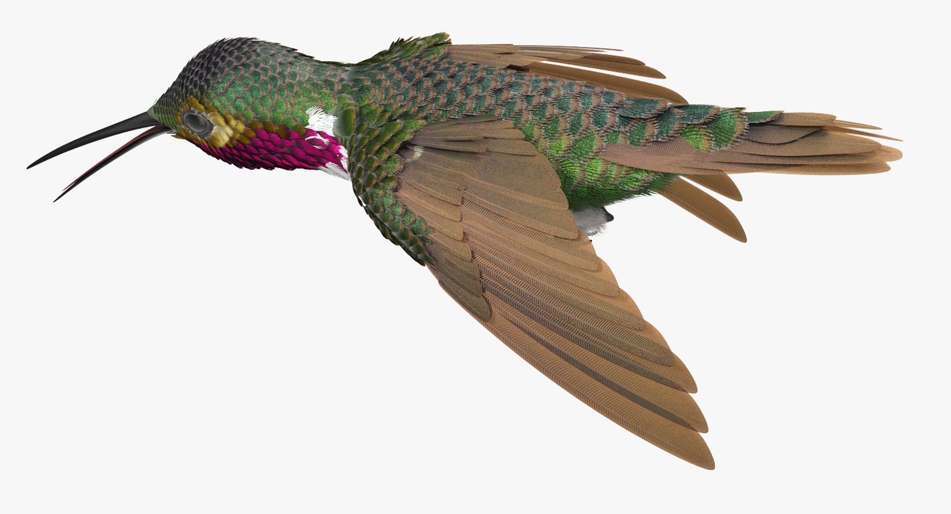 broad tailed hummingbird rigged max https://p.turbosquid.com/ts-thumb/r2/YmzkGa/BqRDSYsB/broadtailedhummingbirdrigged3dsmodel006/jpg/1490612857/1920x1080/fit_q87/4a16947696228afaedc42bac7c6ad2c5ae430746/broadtailedhummingbirdrigged3dsmodel006.jpg