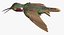 Broad Tailed Hummingbird Rigged