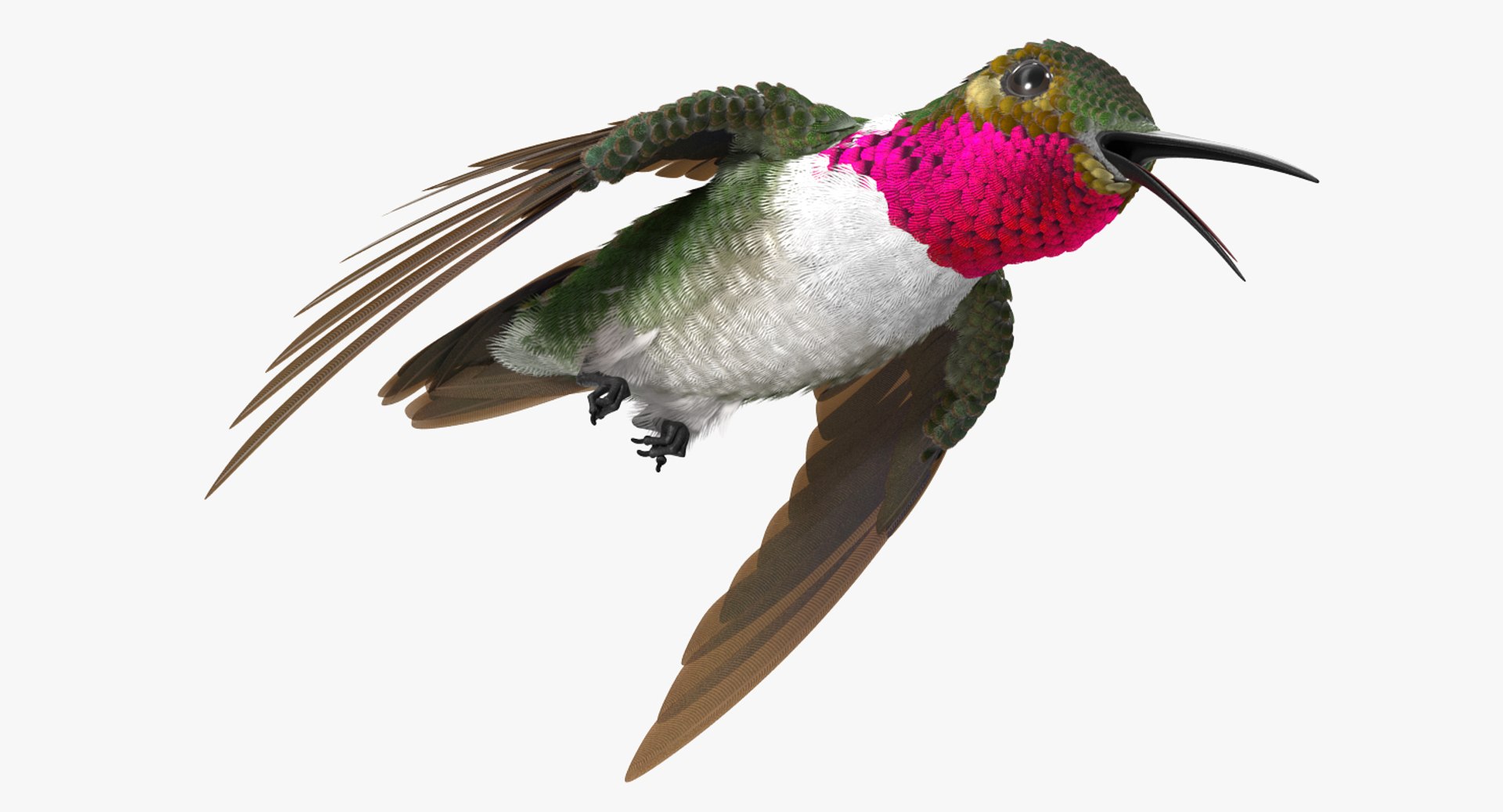 broad tailed hummingbird rigged max https://p.turbosquid.com/ts-thumb/r2/YmzkGa/C0rxYnah/broadtailedhummingbirdrigged3dsmodel005/jpg/1490612857/1920x1080/fit_q87/2d9e127f51a79ed3b8ea5dbfd47f8e4cb839f3f9/broadtailedhummingbirdrigged3dsmodel005.jpg