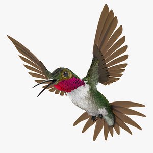 broad tailed hummingbird rigged max
