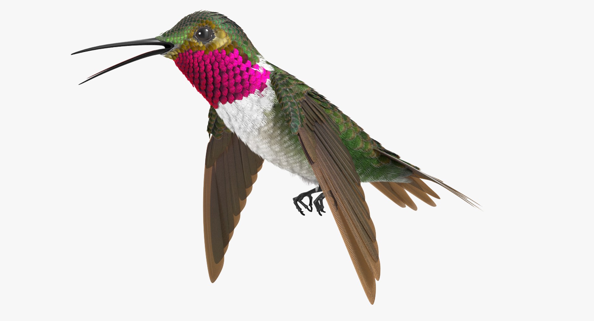 broad tailed hummingbird rigged max https://p.turbosquid.com/ts-thumb/r2/YmzkGa/THEe0KzI/broadtailedhummingbirdrigged3dsmodel004/jpg/1490612857/1920x1080/fit_q87/15bc97631e28b7da51938e45facc2abcd22bd5c6/broadtailedhummingbirdrigged3dsmodel004.jpg