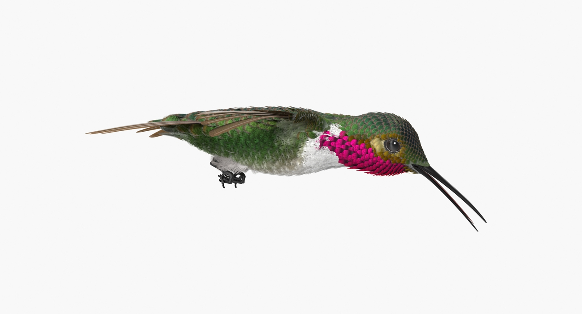broad tailed hummingbird rigged max https://p.turbosquid.com/ts-thumb/r2/YmzkGa/ZpLxffv8/broad_tailed_hummingbird_rigged_360/jpg/1490612836/1920x1080/turn_fit_q99/66252d9aa671e27ffe4df3ae1dc0524d12d1330b/broad_tailed_hummingbird_rigged_360-1.jpg