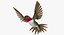 Broad Tailed Hummingbird Rigged