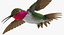 Broad Tailed Hummingbird Rigged