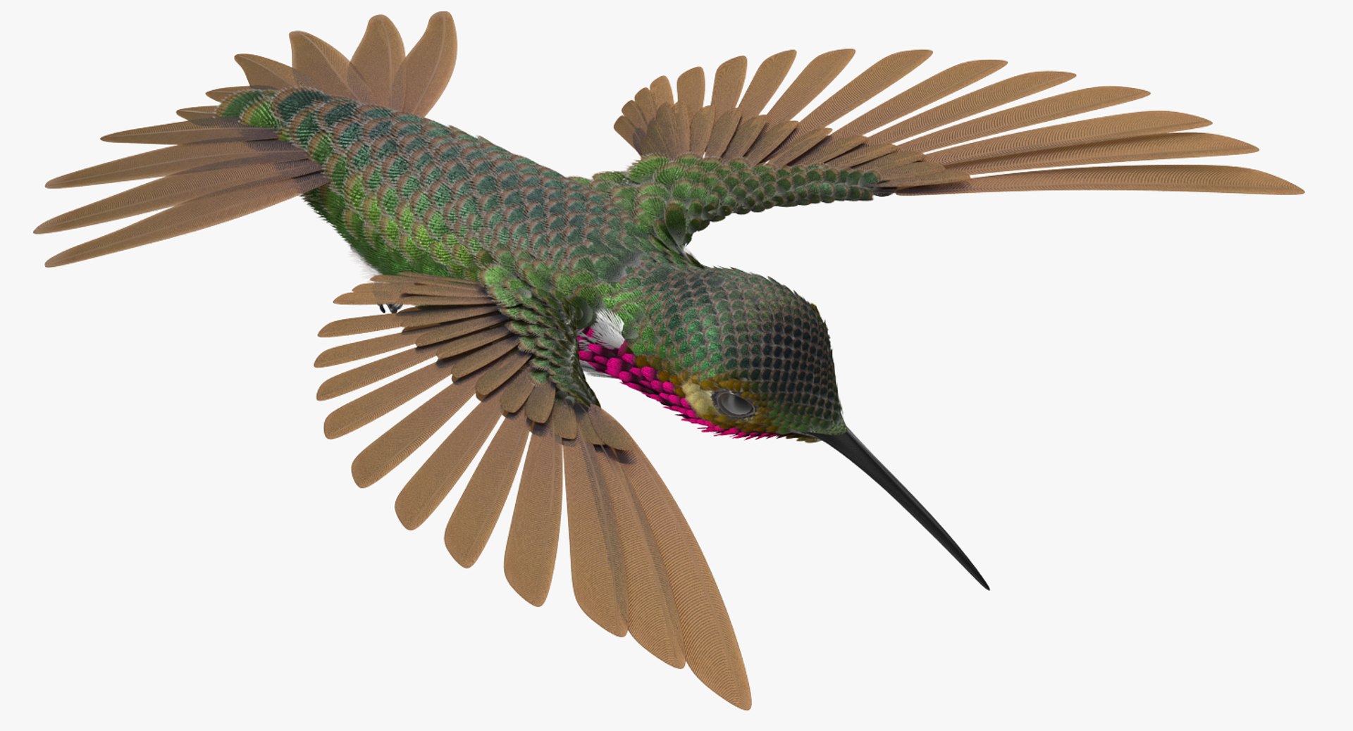broad tailed hummingbird rigged max https://p.turbosquid.com/ts-thumb/r2/YmzkGa/pGOCiXr4/broadtailedhummingbirdrigged3dsmodel013/jpg/1490612857/1920x1080/fit_q87/a990d8d5a02791749e49c4fcb9512a7c8fc68f6b/broadtailedhummingbirdrigged3dsmodel013.jpg
