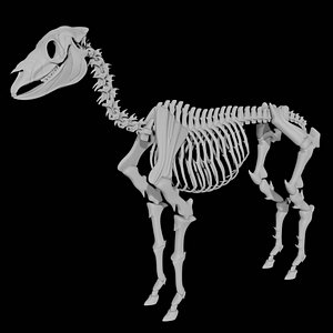 Horse Skeleton 3D
