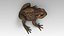 Toad Cane