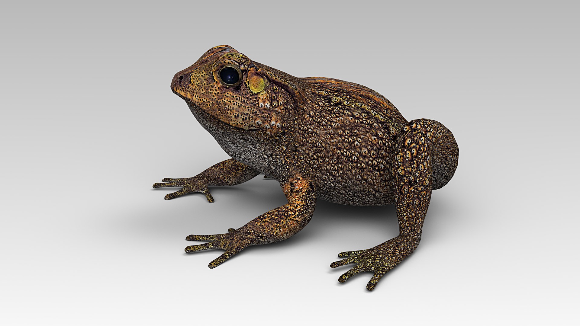 3d model toad cane https://p.turbosquid.com/ts-thumb/r2/id9jvX/qnsJVcmL/toad_cane_02/jpg/1578475568/1920x1080/fit_q87/59419fd27ab06d44303fbc7341d7ba54731122d4/toad_cane_02.jpg