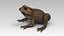 Toad Cane