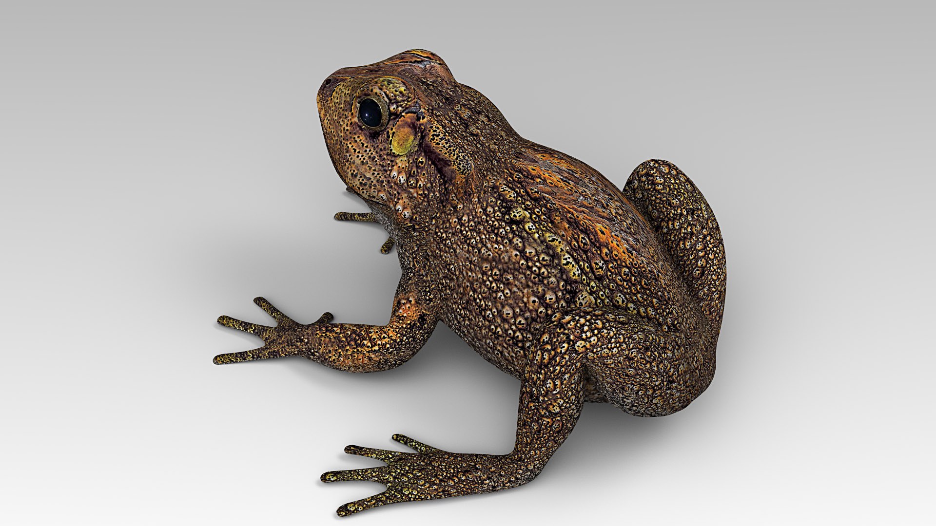 3d model toad cane https://p.turbosquid.com/ts-thumb/r2/id9jvX/tH4Pr4HW/toad_cane_01/jpg/1578475568/1920x1080/fit_q87/4d0a9e09ecaf02098bb68ad80682ef183d474ba1/toad_cane_01.jpg