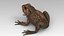 Toad Cane
