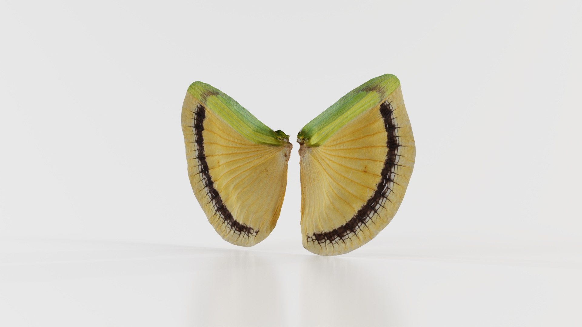 Clouded Sulphur Colias Remastered model https://p.turbosquid.com/ts-thumb/r2/jgs19k/7R/clouded_sulphur_colias_02/jpg/1740127436/1920x1080/fit_q87/a37871d51404d576e7750cc6d6afb365504fc589/clouded_sulphur_colias_02.jpg