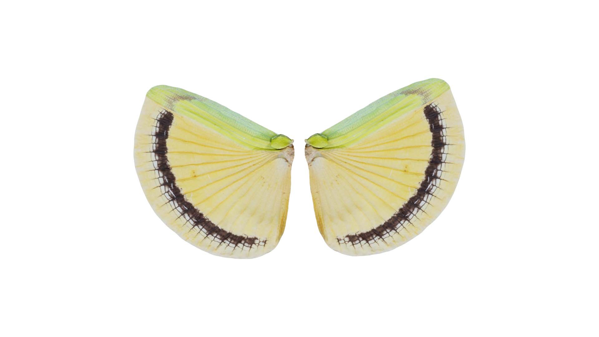 Clouded Sulphur Colias Remastered model https://p.turbosquid.com/ts-thumb/r2/jgs19k/7e/clouded_sulphur_colias_00/jpg/1740127436/1920x1080/fit_q87/588c0b4cac9302b78a3385f390a81a16372d6c8e/clouded_sulphur_colias_00.jpg