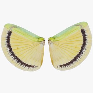 Clouded Sulphur Colias Remastered model