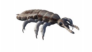 Photorealistic  Animated Lice